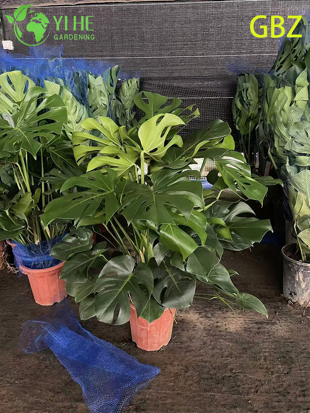 Tropical Young Monstera Deliciosa Potted Plant - Evergreen Air - Purifying Indoor Greenery