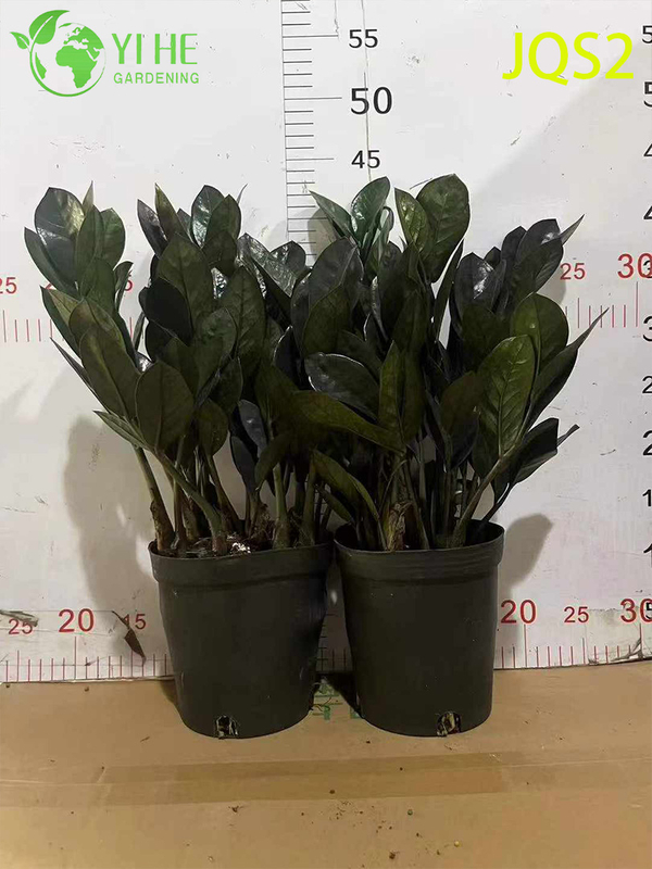 Low - Maintenance Zamioculcas Zamiifolia Money Tree for Indoor Spaces