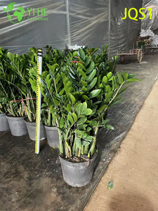 Evergreen Zamioculcas Zamiifolia Money Tree for Indoor Decor