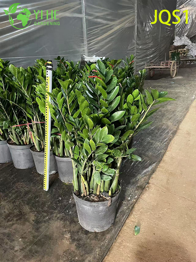 Evergreen Zamioculcas Zamiifolia Money Tree for Indoor Decor