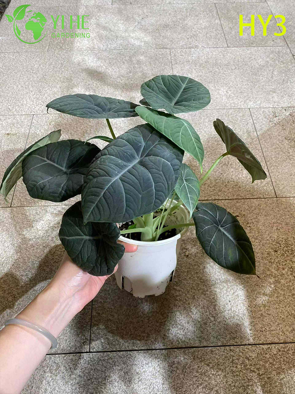 Exotic Foliage Alocasia Potted Plant - Diverse Leaf - Patterned Tropical Greenery