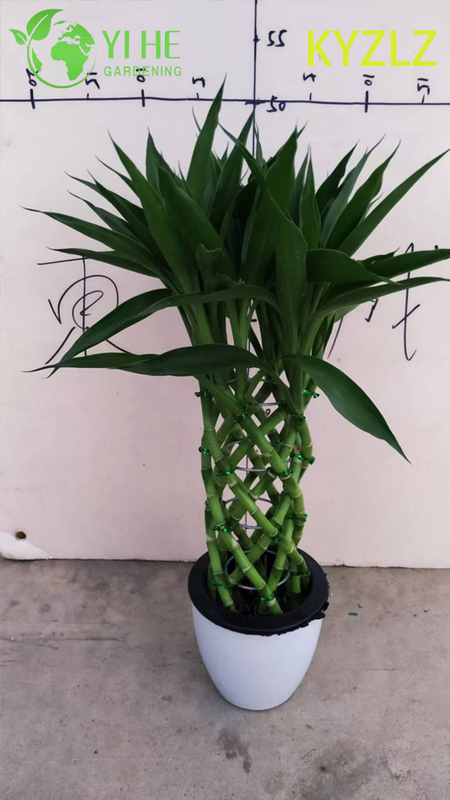 Evergreen Lucky Bamboo Woven Cage for Indoor Feng Shui Decor