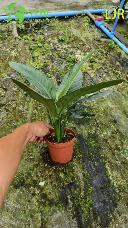 Large - Leaf Evergreen Spathiphyllum floribundum for Indoor Air Purification Plant