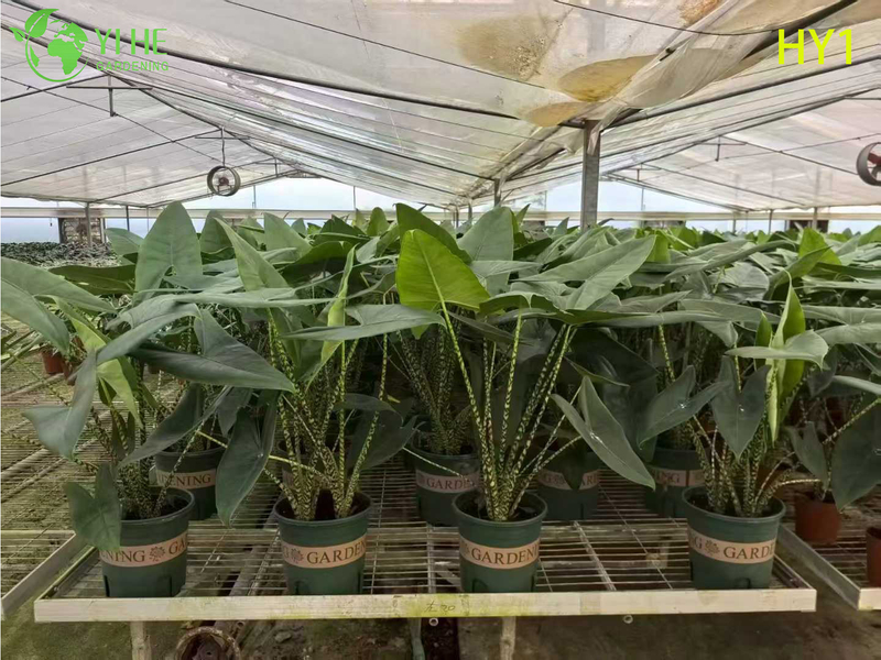 Tropical Young Alocasia Zebrina Potted Plant - Evergreen Indoor Decor Greenery