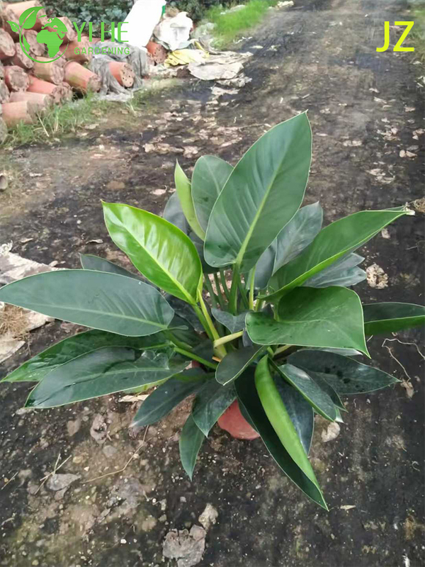 Evergreen Philodendron Birkin for Indoor Decoration Plant