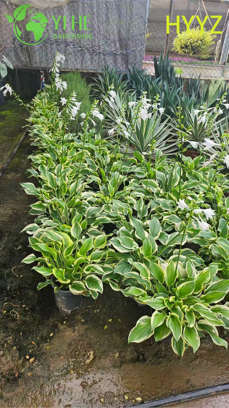 Wholesale Export Variegated Leaf Jade Basket Ornamental Succulent Premium Quality
