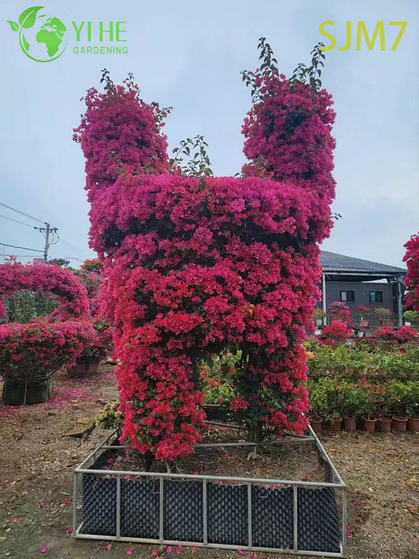 Wholesale Custom Bougainvillea Topiary Animal Living Sculpture Art Bonsai