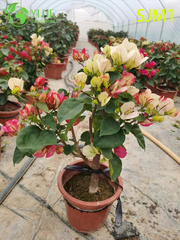 Wholesale Potted Bougainvillea Live Plants Colorful Flowering Garden Bonsai