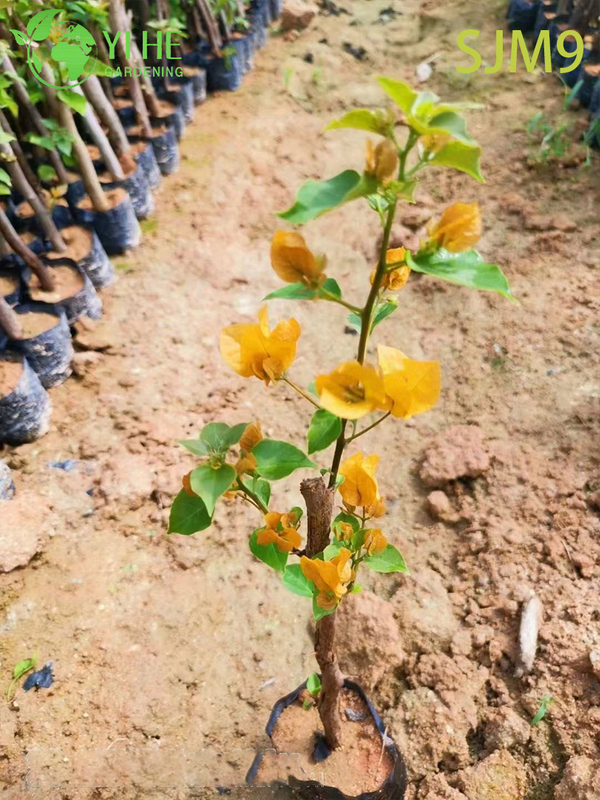 Wholesale Bougainvillea Starter Plants Young Liners for Nursery Bonsai