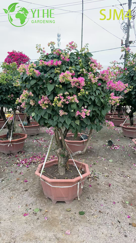Wholesale Artistic Bougainvillea Bonsai Tree Living Garden Sculpture Bonsai