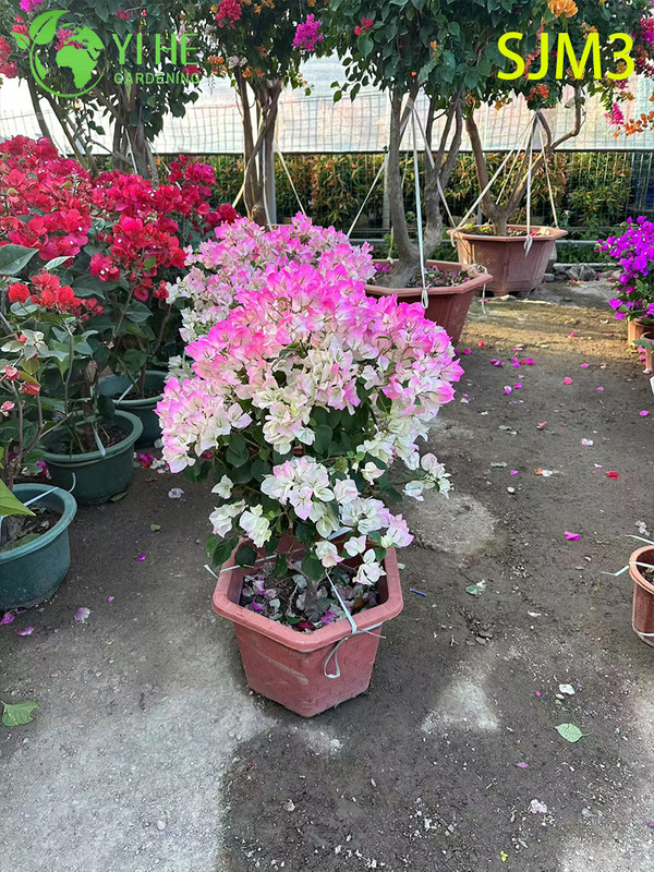 Wholesale Large Bougainvillea Specimen Tree for Outdoor Landscape Bonsai
