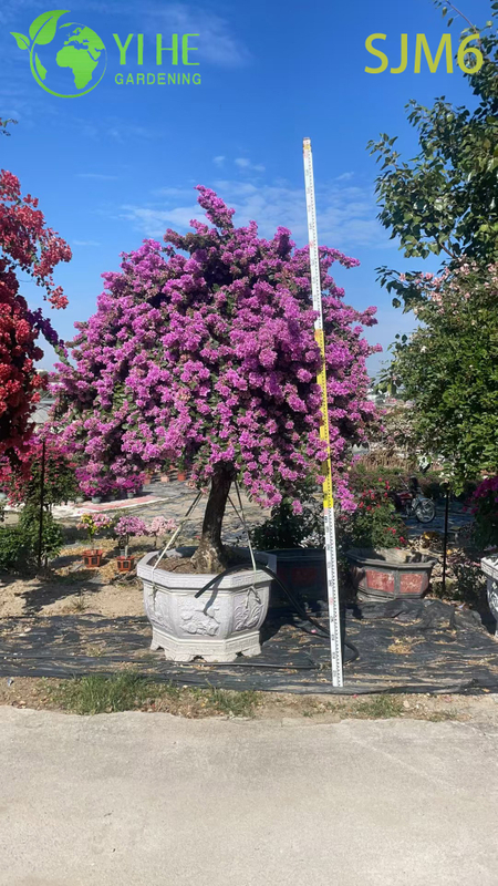 Wholesale Columnar Bougainvillea Topiary Tree Architectural Garden Plant Bonsai