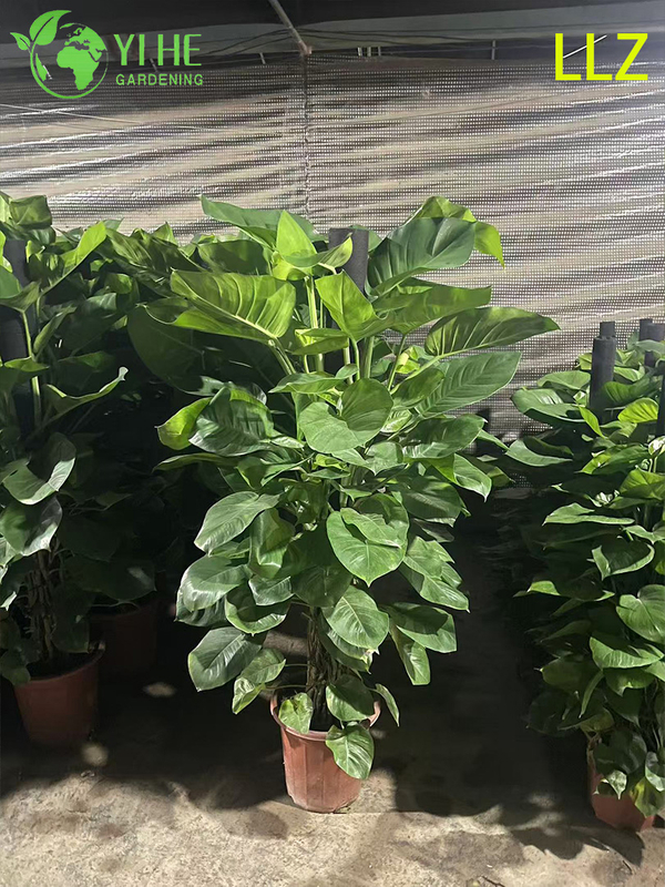 Evergreen Large - Leaf Pothos Pole for Indoor Air Purification Plant