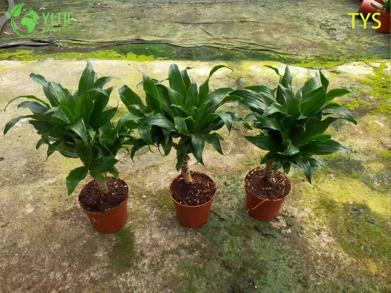 Compact Evergreen Dracaena deremensis for Indoor Decoration Plant