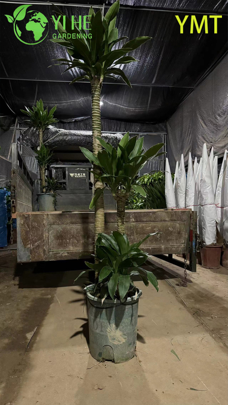 Tall Evergreen Draceana arborea for Indoor Decoration Plant