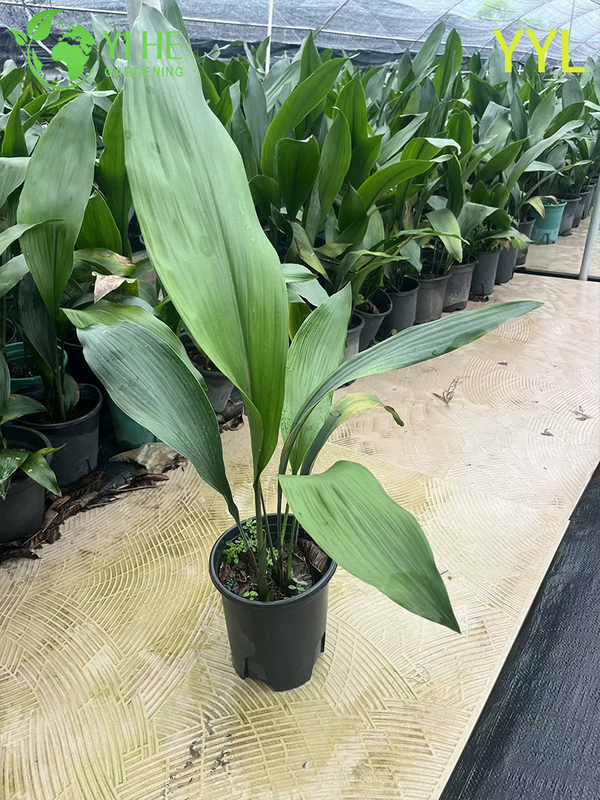 Hardy Evergreen Aspidistra elatior for Shade Gardens & Indoor Decor Plant