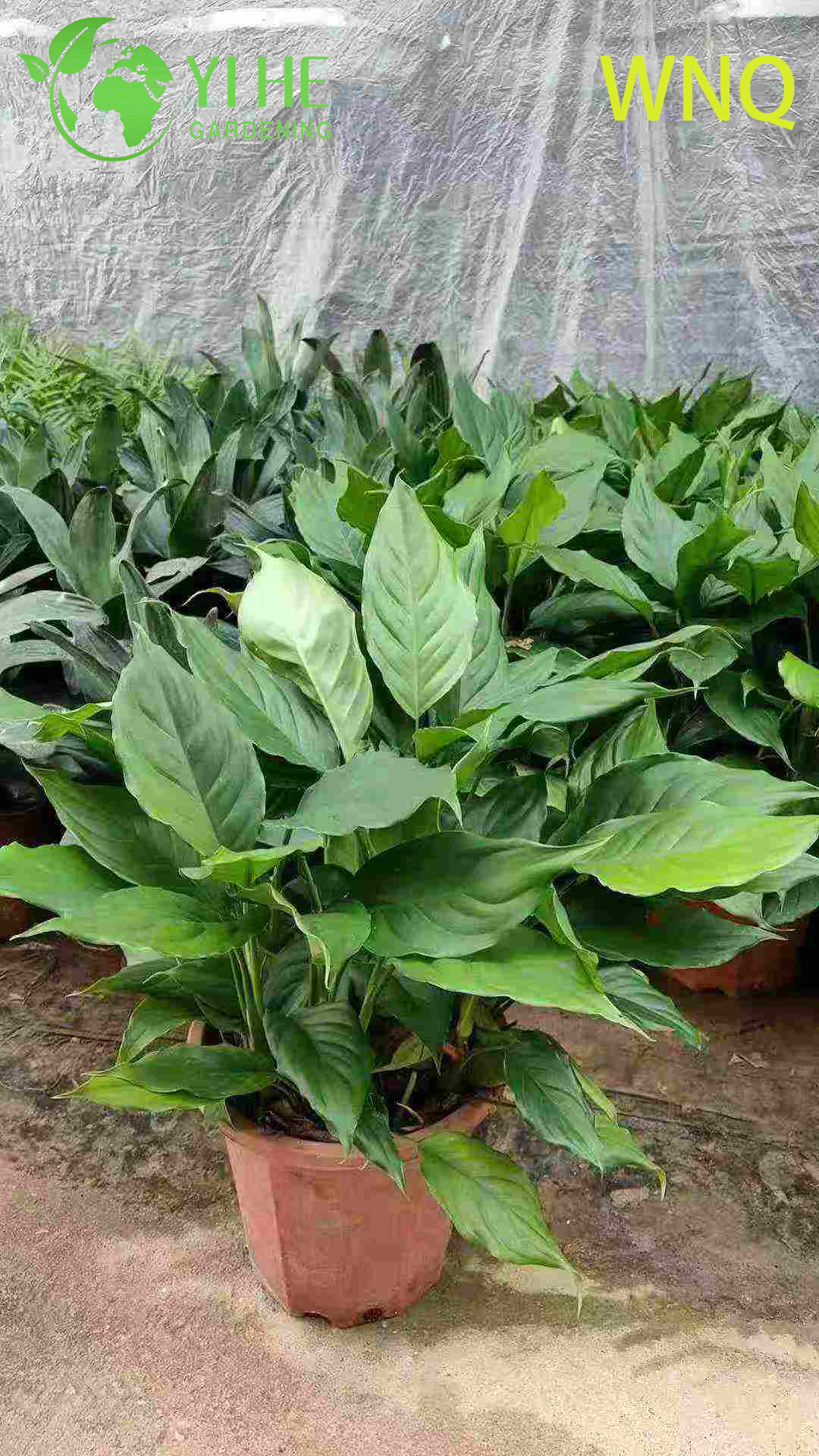 Variegated Evergreen Dieffenbachia sp. for Indoor Decor Plant