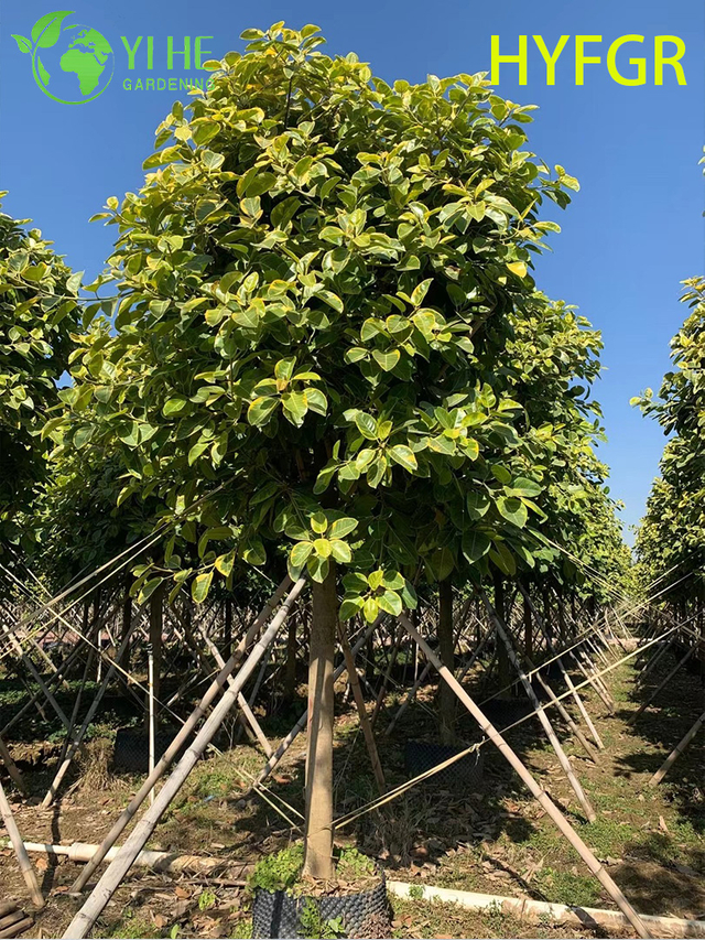 Pianta decorativa in vaso con fogliame variegato di Ficus per interni