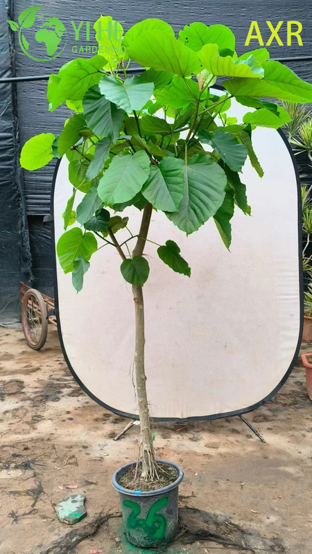 Multifunctional indoor decorative fig Ficus Umbellata indoor potted foliage plant