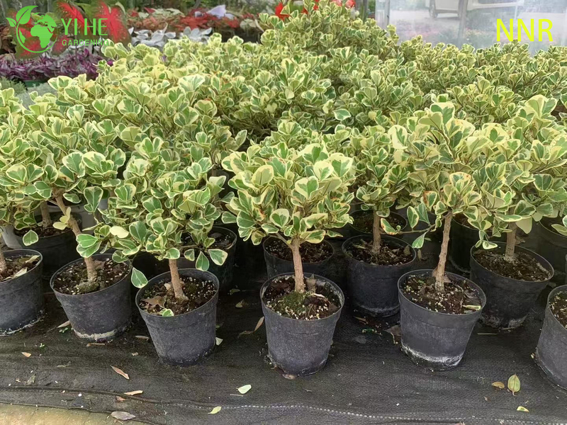 Indoor Milk Fig Ficus Altissima Foliage Potted Decorative Green Plants