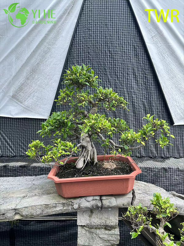 Indoor Taiwan Ficus Microcarpa Foliage Potted Decorative Green Plants