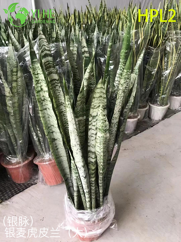 Live Laurentii Snake Plant Variegated Indoor Air Purifying Houseplant Bonsai