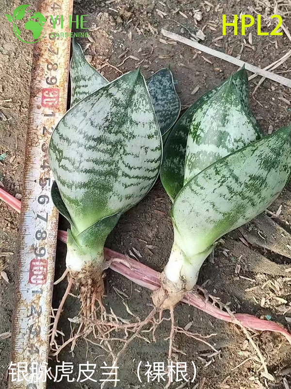 Dwarf Hahnii Bird's Nest Snake Plant Live Rosette Houseplant