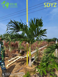 Wholesale Christmas Palm (Adonidia Merrillii) - Evergreen Ornamental Palms