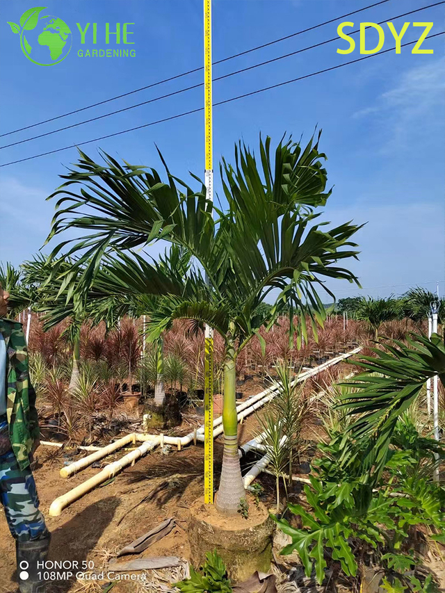 Wholesale Christmas Palm (Adonidia Merrillii) - Evergreen Ornamental Palms