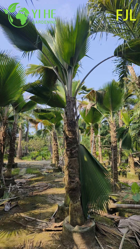 Wholesale Fiji Palm (Pritchardia Pacifica) - Large Evergreen Palms