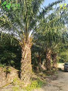 Wholesale Oil Palm (Elaeis Guineensis) - High-Yield Evergreen Palms