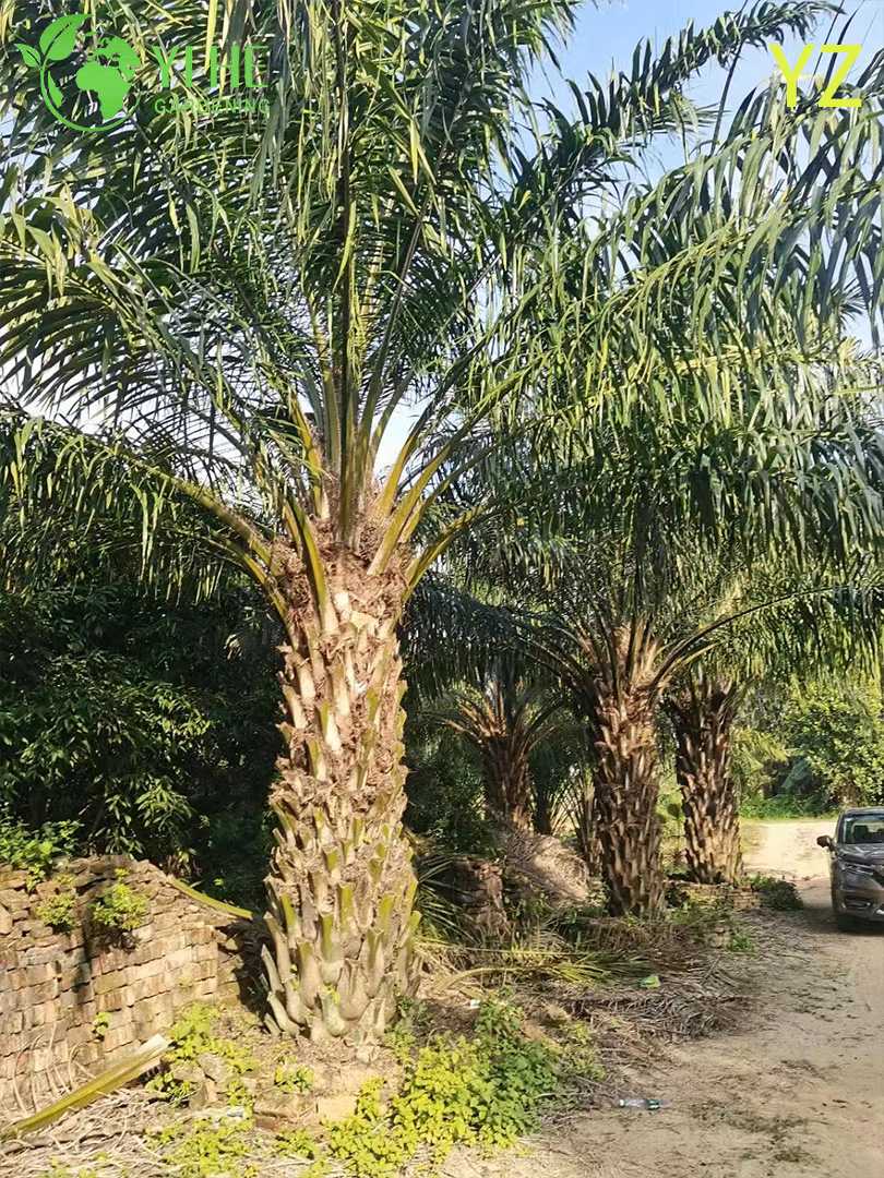 Wholesale Oil Palm (Elaeis Guineensis) - High-Yield Evergreen Palms
