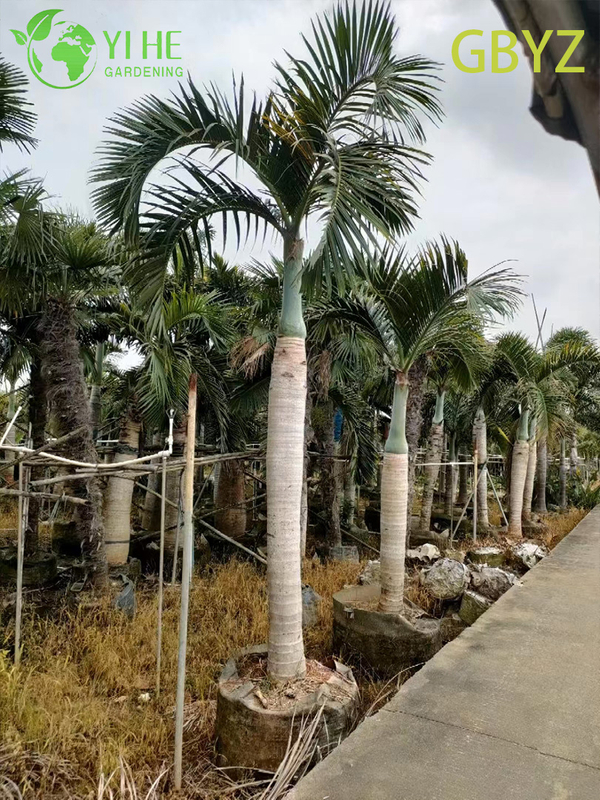 Wholesale Spindle Palm (Hyophorbe Verschaffeltii) - Slender Evergreen Palms