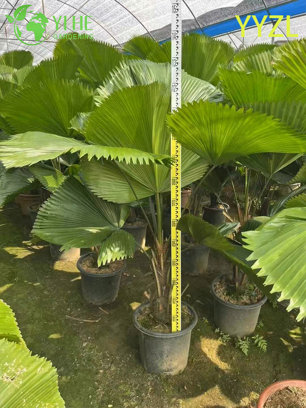 Wholesale Round-Leaf Livistona (Livistona Rotundifolia) - Evergreen Ornamental Palms