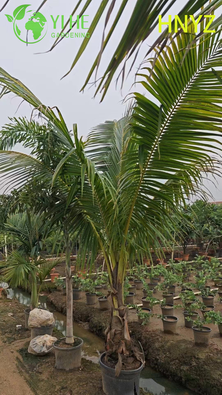 Wholesale Hainan Coconut (Cocos Nucifera) - Fruit-Bearing Evergreen Palms