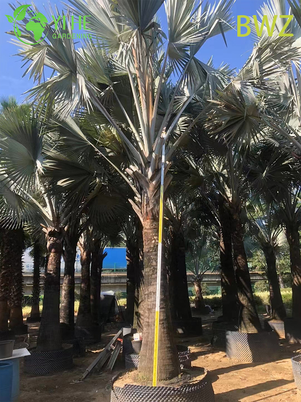 Wholesale for Outdoor Landscaping, Garden Decoration & Commercial Projects