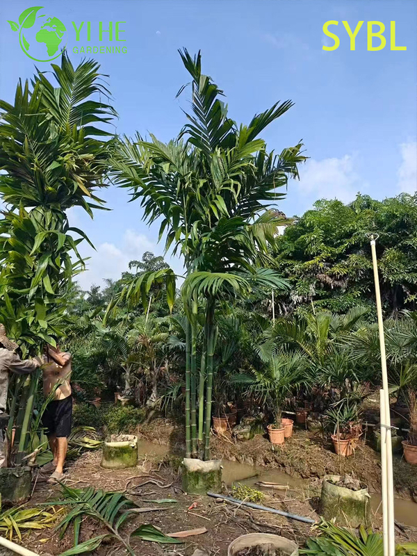 Wholesale Areca Triandra (Three-Drug Betel Palm) - Clumping Evergreen Palms