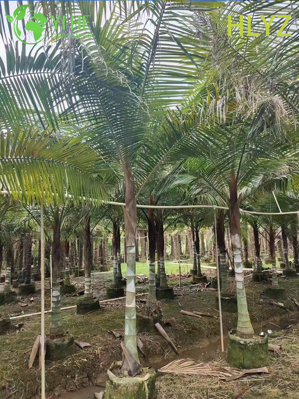 Wholesale Red-Collar Palm (Dypsis Leptocheilos) - Ornamental Evergreen Palms