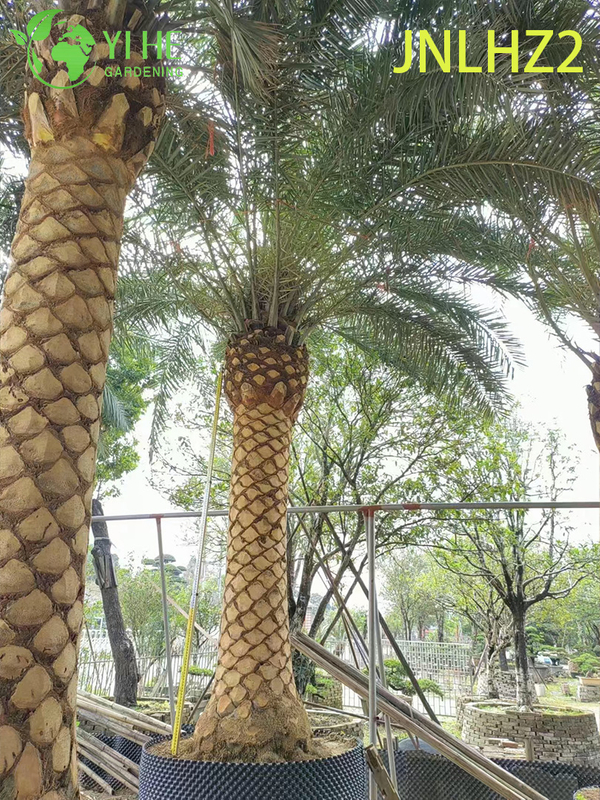 Wholesale Canary Island Date Palm (Phoenix Canariensis) - Large Salt-Tolerant Hardy Palms