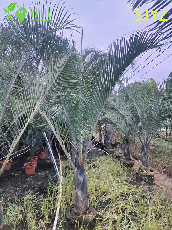 Wholesale Triangular Palm (Dypsis Decaryi) - Evergreen Ornamental Palms