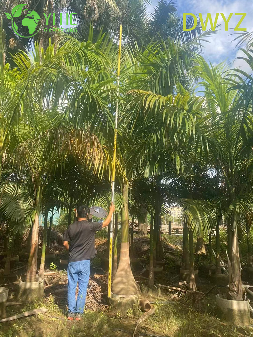 Wholesale Royal Palm (Roystonea Regia) - Tall Evergreen Palms