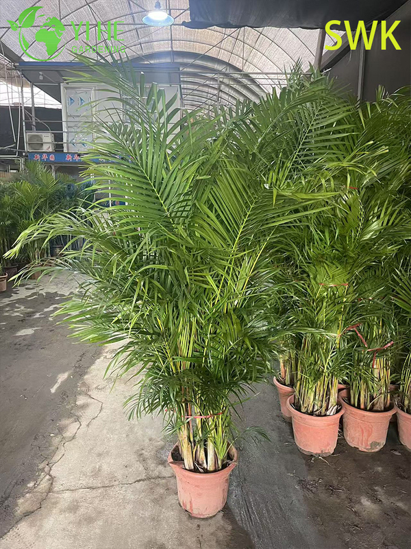 Chrysalidocarpus Lutescens Tropical Evergreen Palm for Indoor Outdoor Decor Plant