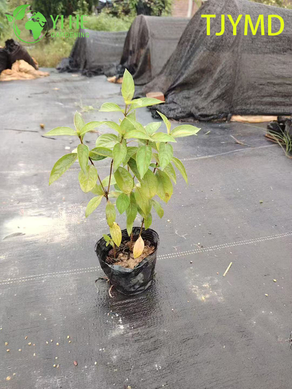 Wholesale Tibouchina 'Tianjiao' Potted Plants for Outdoor Tropical Purple Flower Decor