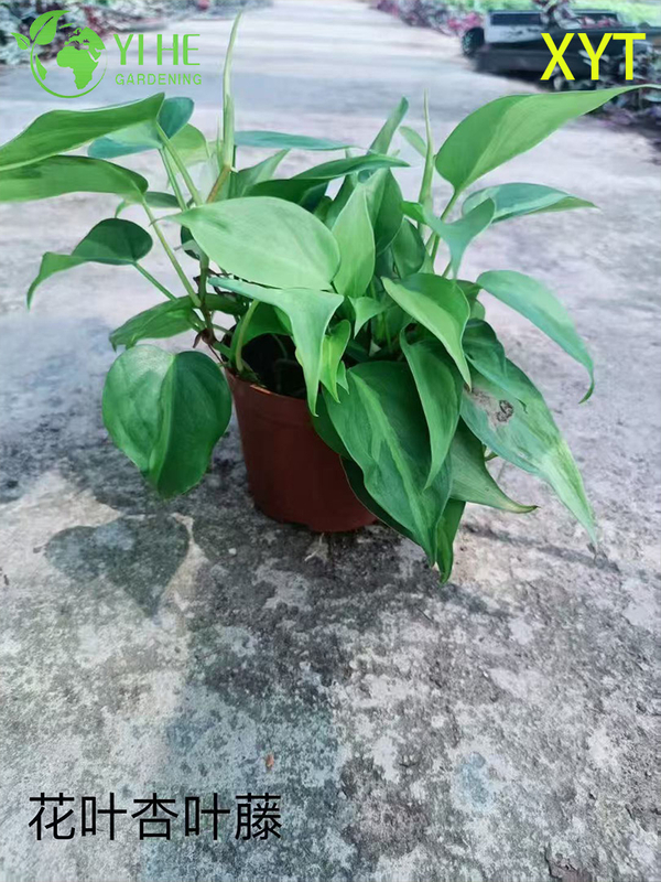 Wholesale Syngonium Podophyllum Potted Plants for Indoor Trailing Foliage Decor