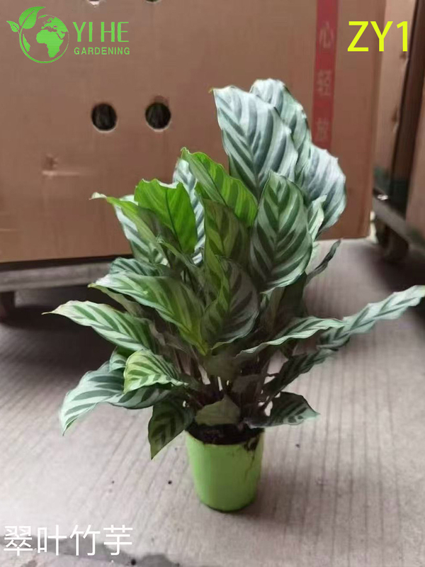 Wholesale Calathea Potted Plants for Indoor Variegated Foliage Air-Purifying Decor