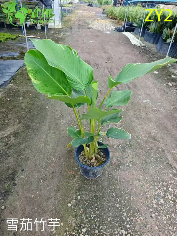 Premium Tropical Calathea Plants for Wholesale Export - Indoor Decorative Foliage