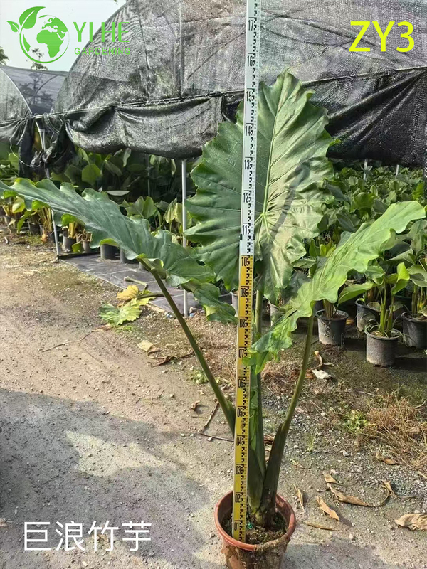 Exotic Calathea Plants for Wholesale - Tropical Foliage Houseplant & Garden Decor