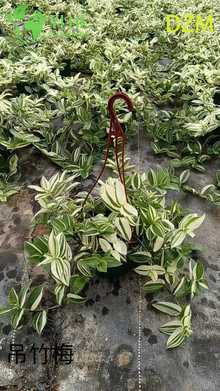 Wholesale Tradescantia Zebrina Potted Plants for Indoor Hanging Foliage Decor