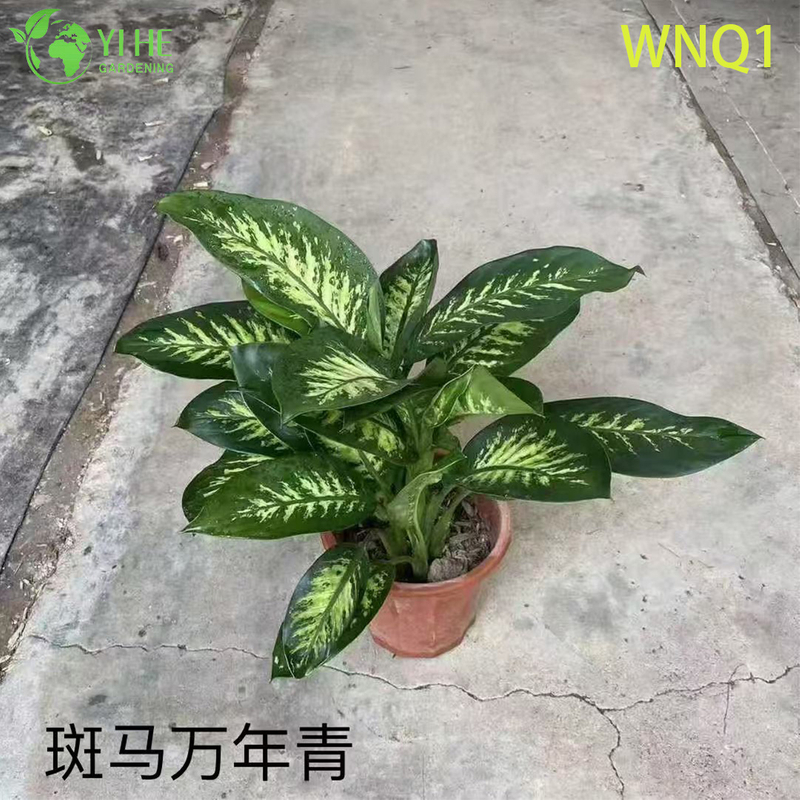 Wholesale Aglaonema Potted Plants for Indoor Evergreen Air-Purifying Decor