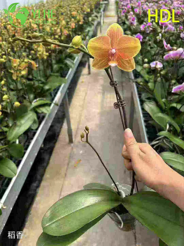 Wholesale Phalaenopsis Orchid Potted Plants for Indoor Floral Decoration & Gifting